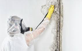 Best Mold Documentation for Insurance Claims  in Good Hope, CA